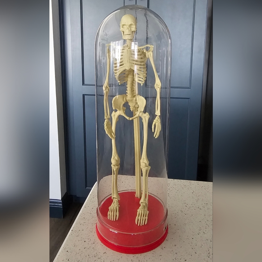 ​Vintage Miniature Human Skeleton Anatomy Toy - Plastic Display Dome & Red Base